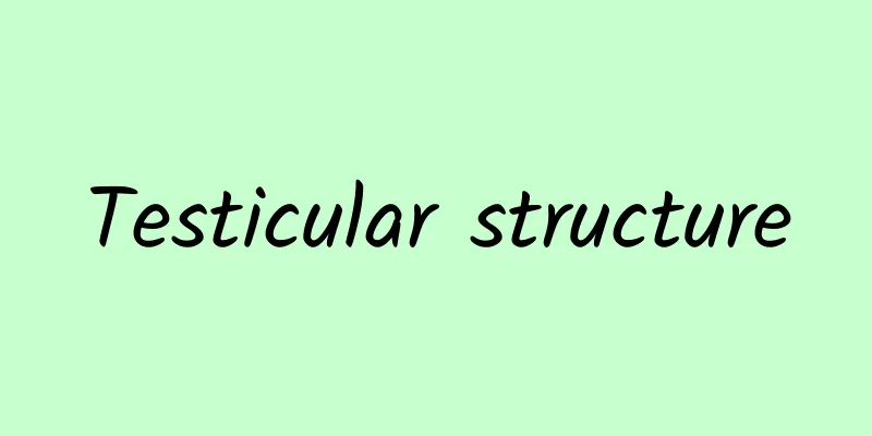 Testicular structure