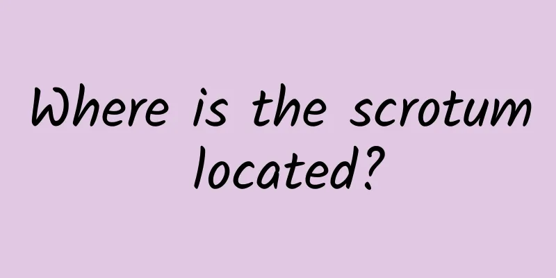 Where is the scrotum located?