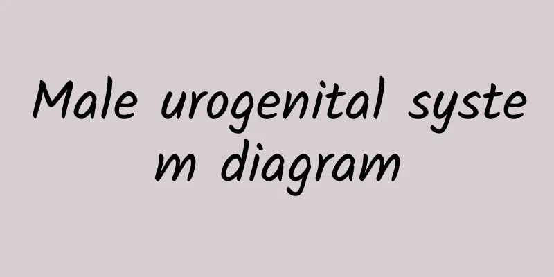 Male urogenital system diagram