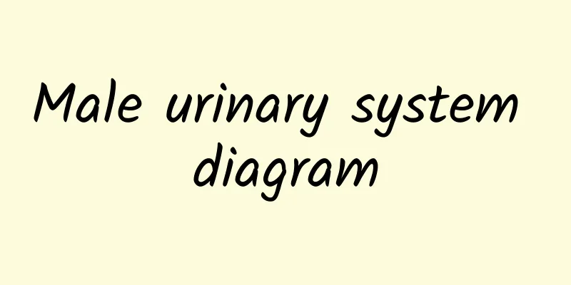 Male urinary system diagram