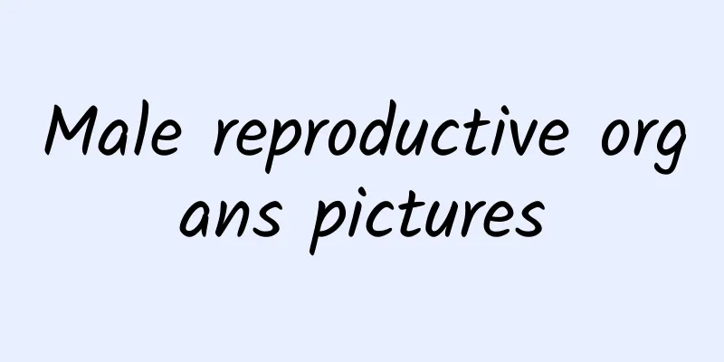 Male reproductive organs pictures