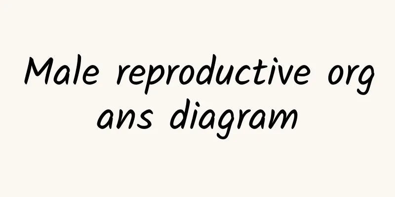 Male reproductive organs diagram