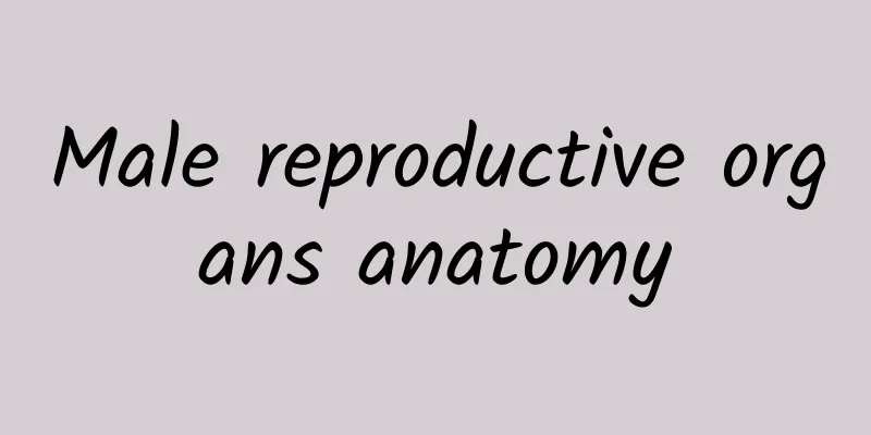 Male reproductive organs anatomy