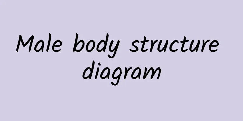 Male body structure diagram