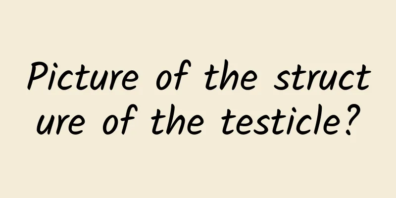 Picture of the structure of the testicle?