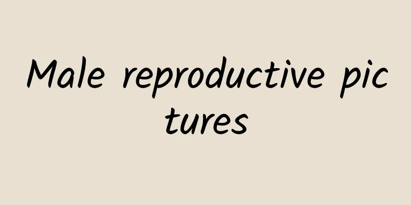 Male reproductive pictures