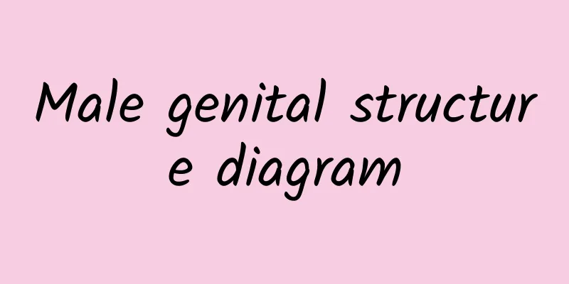 Male genital structure diagram
