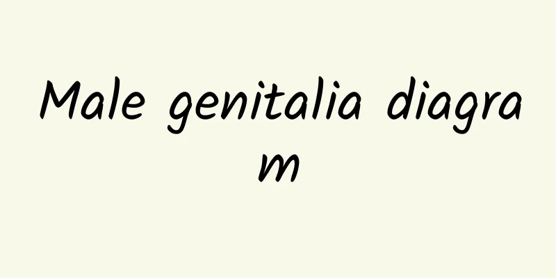 Male genitalia diagram