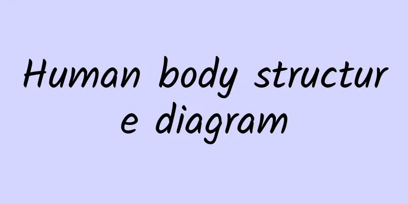 Human body structure diagram