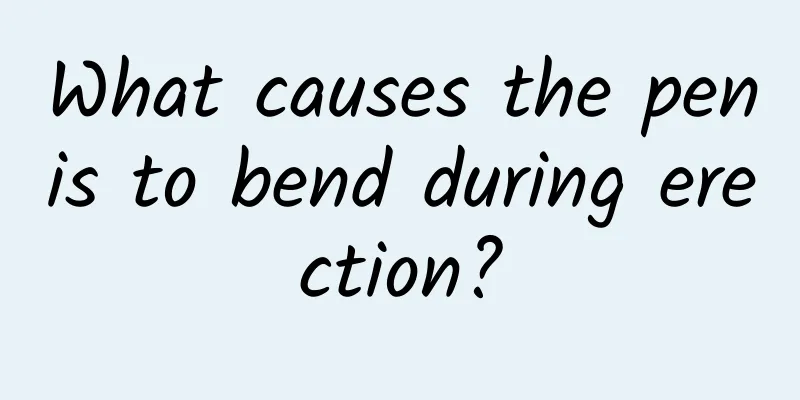 What causes the penis to bend during erection?