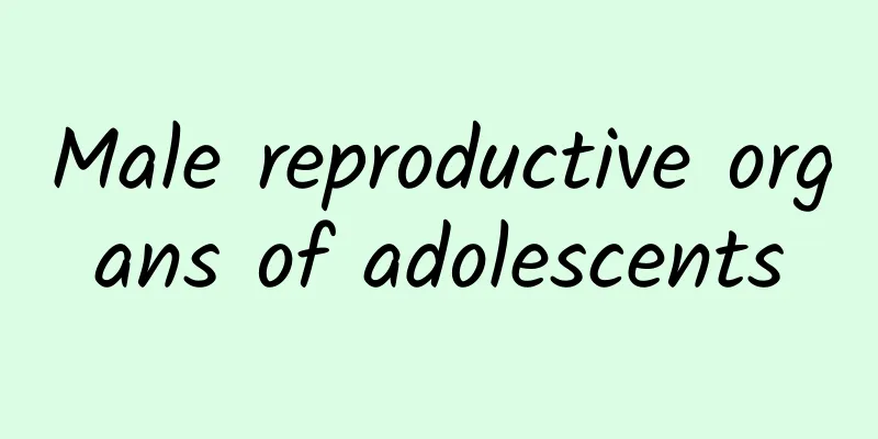 Male reproductive organs of adolescents