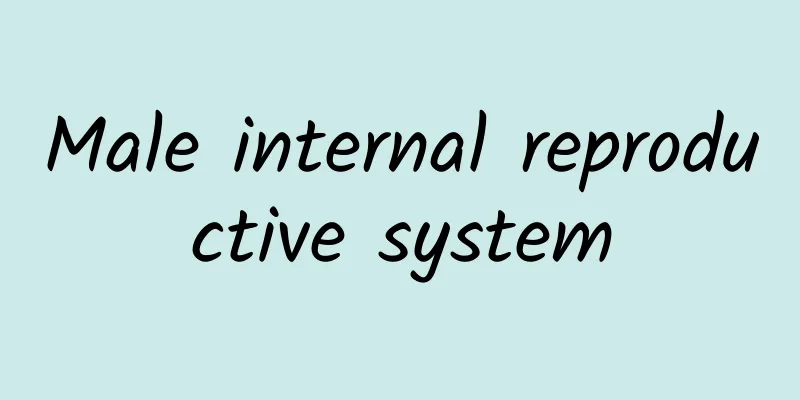 Male internal reproductive system