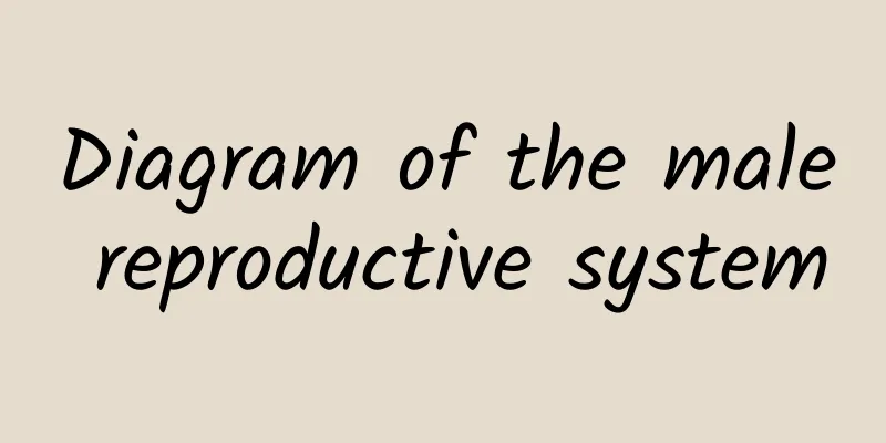 Diagram of the male reproductive system