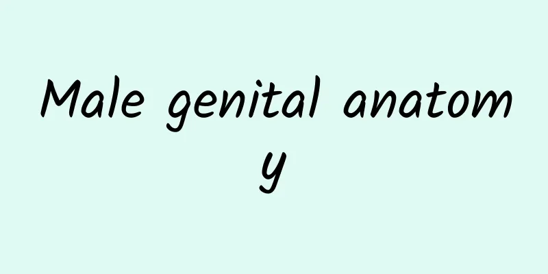 Male genital anatomy