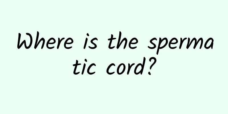 Where is the spermatic cord?