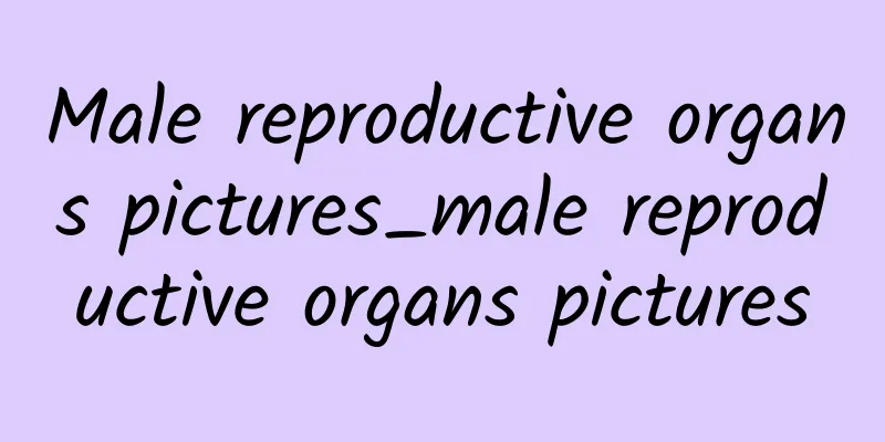 Male reproductive organs pictures_male reproductive organs pictures