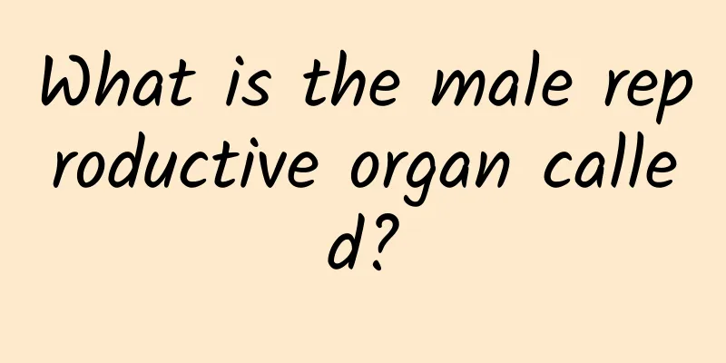 What is the male reproductive organ called?