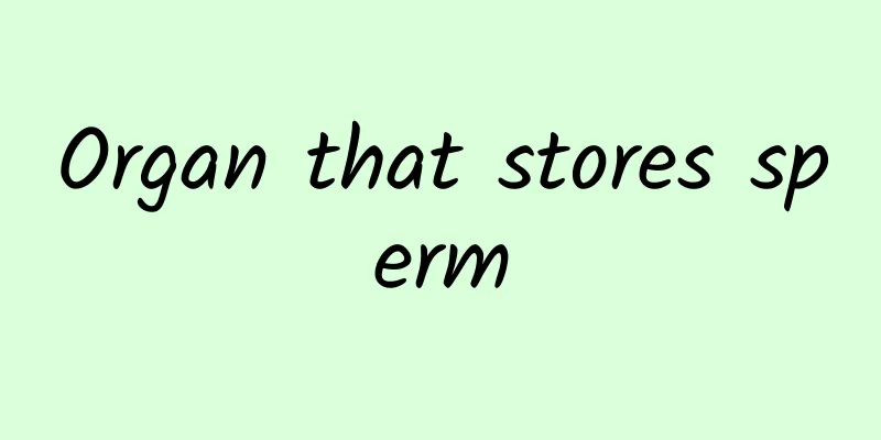 Organ that stores sperm