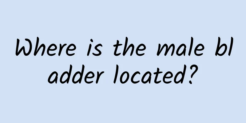 Where is the male bladder located?