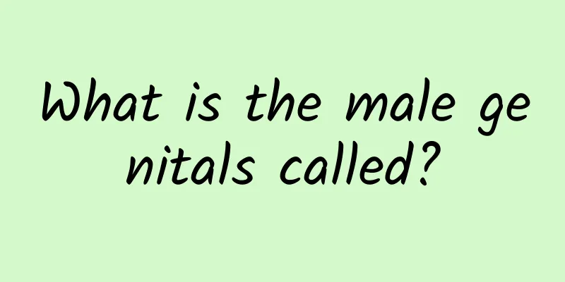 What is the male genitals called?