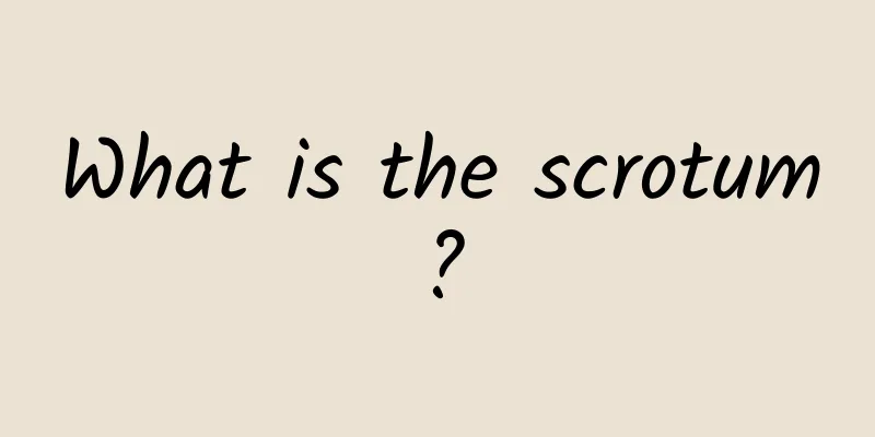 What is the scrotum?