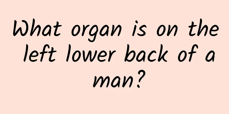 What organ is on the left lower back of a man?