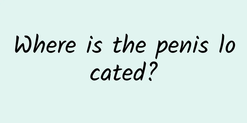 Where is the penis located?