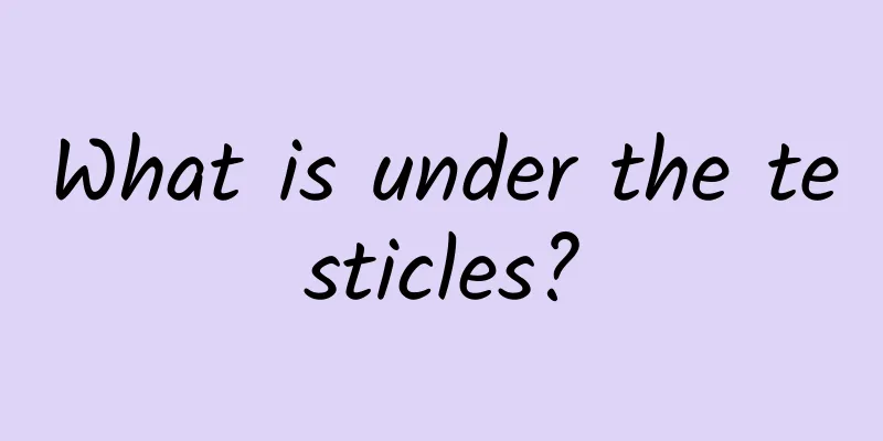 What is under the testicles?