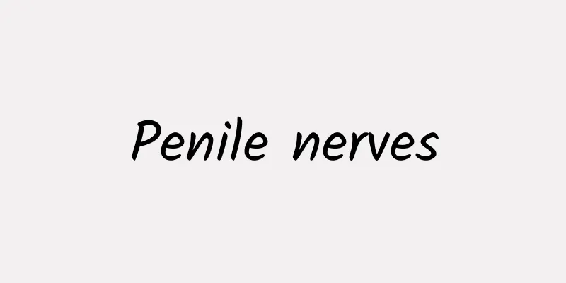 Penile nerves