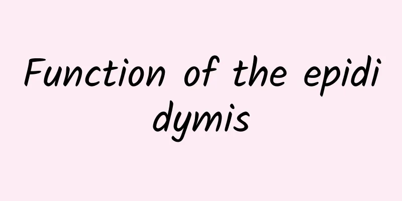 Function of the epididymis
