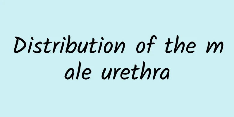 Distribution of the male urethra