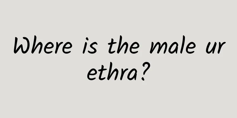 Where is the male urethra?
