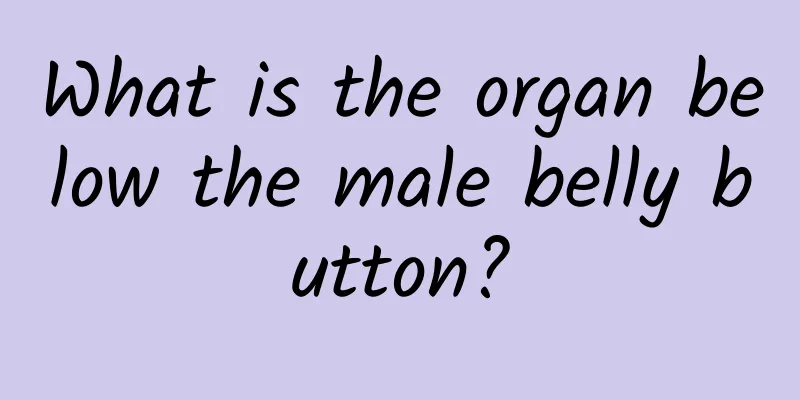 What is the organ below the male belly button?