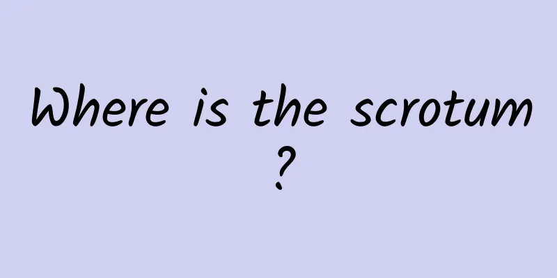 Where is the scrotum?