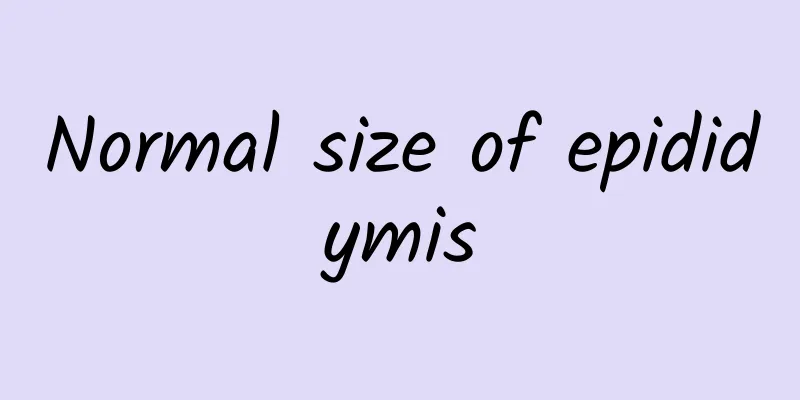 Normal size of epididymis