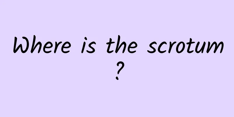 Where is the scrotum?