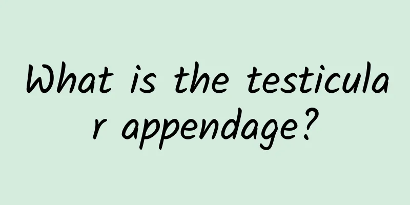 What is the testicular appendage?