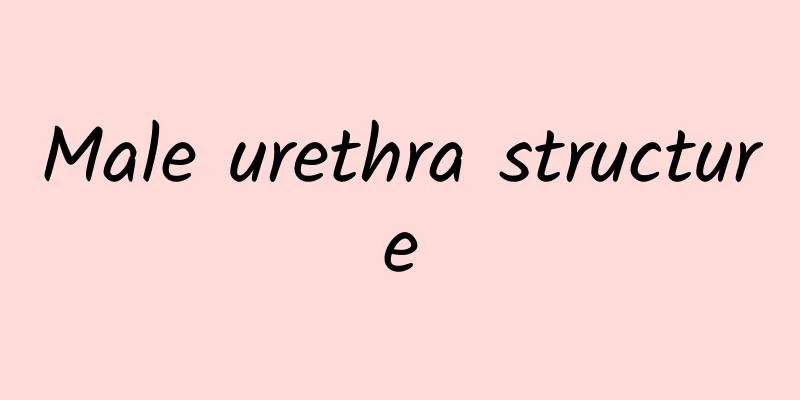 Male urethra structure
