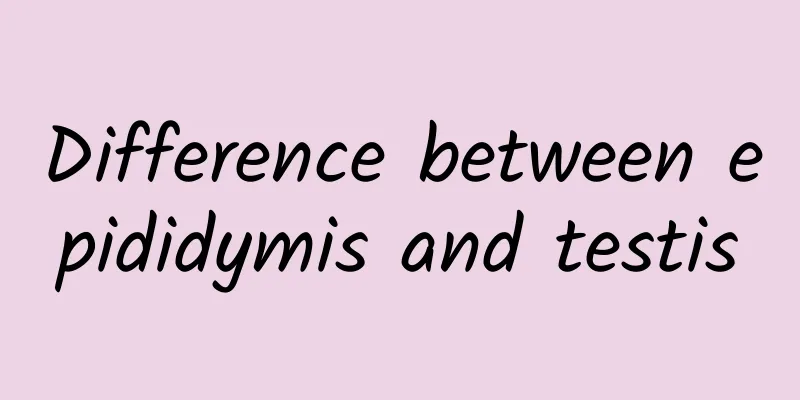Difference between epididymis and testis