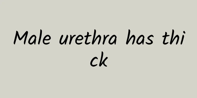 Male urethra has thick