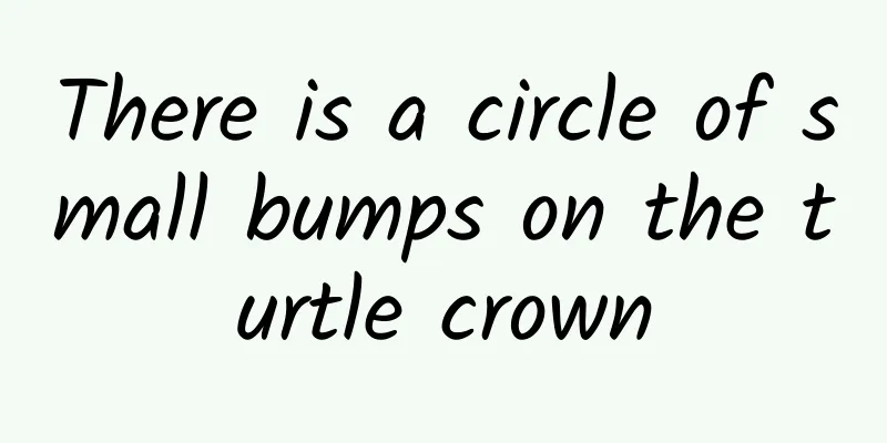 There is a circle of small bumps on the turtle crown