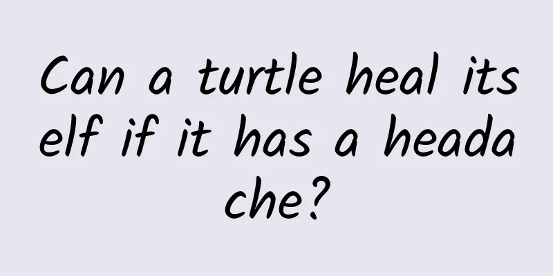 Can a turtle heal itself if it has a headache?