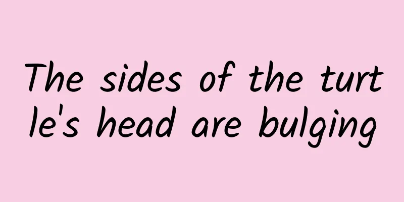 The sides of the turtle's head are bulging