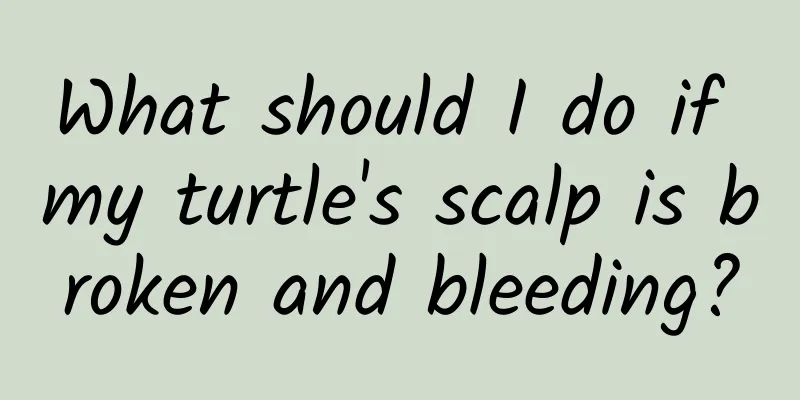 What should I do if my turtle's scalp is broken and bleeding?