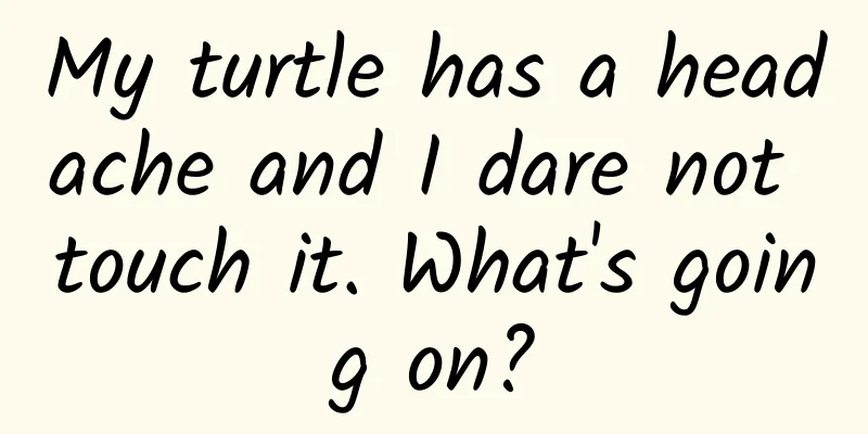 My turtle has a headache and I dare not touch it. What's going on?