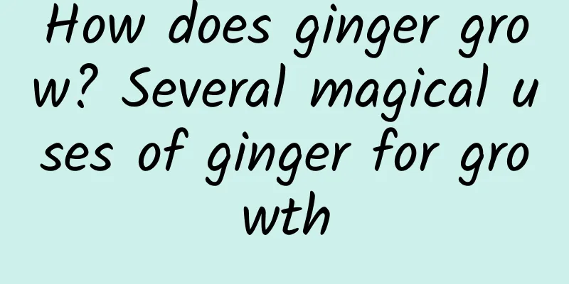 How does ginger grow? Several magical uses of ginger for growth