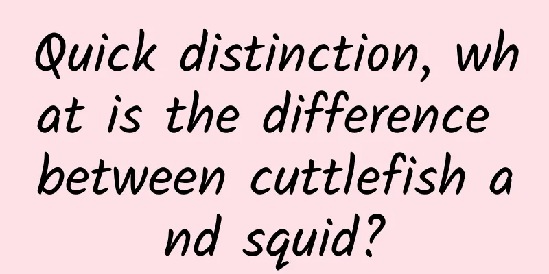 Quick distinction, what is the difference between cuttlefish and squid?