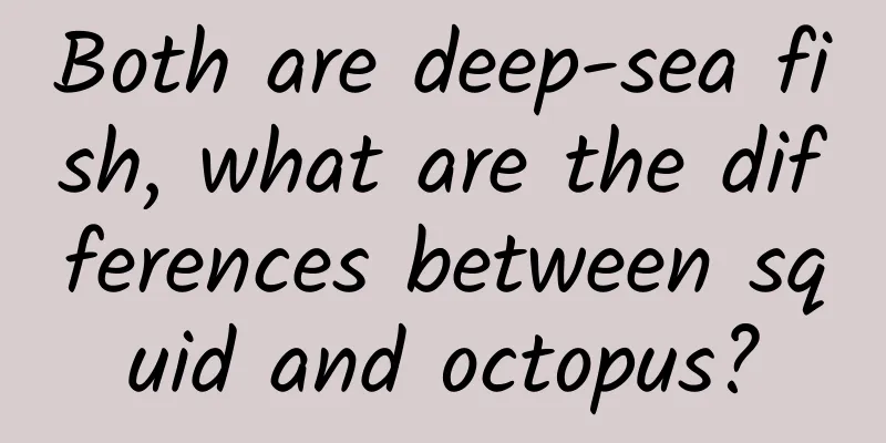 Both are deep-sea fish, what are the differences between squid and octopus?