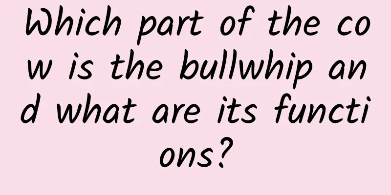 Which part of the cow is the bullwhip and what are its functions?