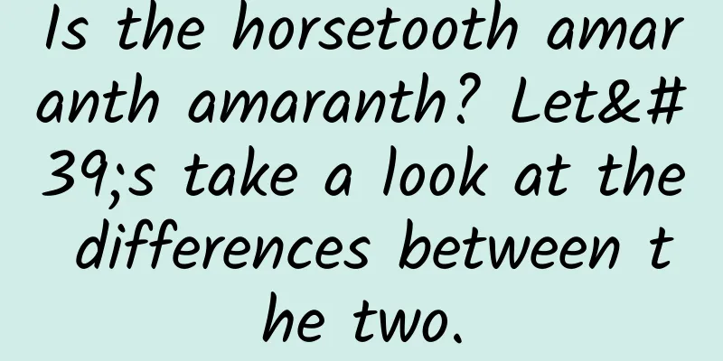 Is the horsetooth amaranth amaranth? Let's take a look at the differences between the two.